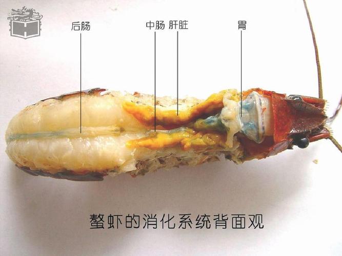 节肢动物门(十)ppt