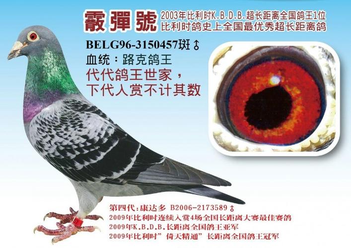 路克西翁的基础配对《2006年圣维仙871公里5396羽国际冠军(领先两小时