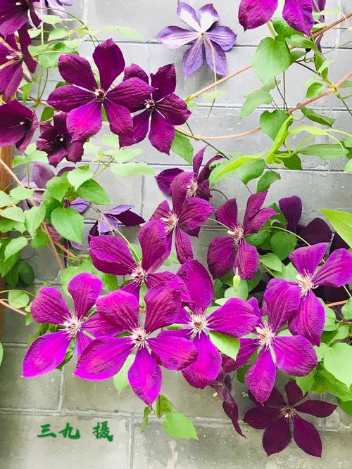 转子莲-铁线莲属