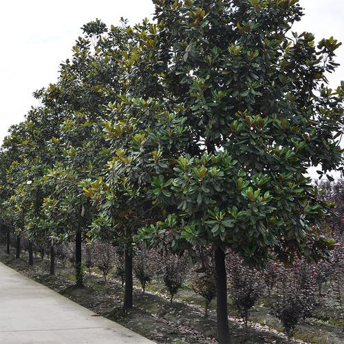 基地直销优质园林绿化苗木广玉兰常绿广玉兰树行道树风景树