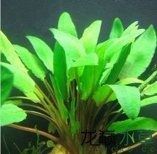 用颜色命名的椒草品种