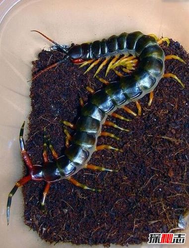 世界上最大的蜈蚣,加拉帕格斯巨人蜈蚣(0.6米能捕鸟抓蛇)
