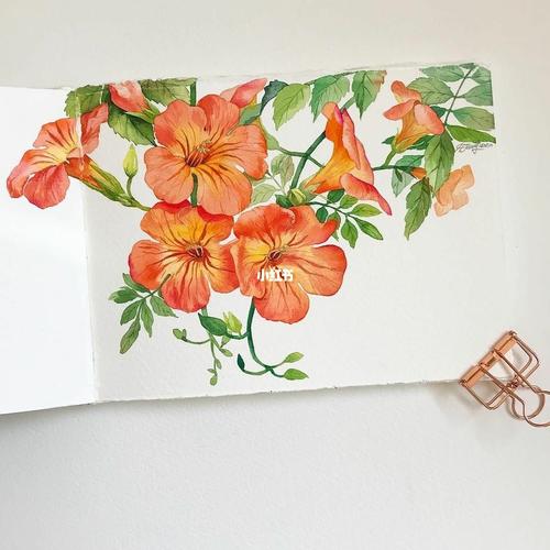 水彩临摹凌霄花