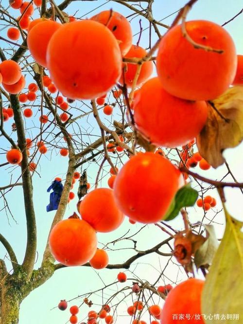 幸福在秋天的柿子树上