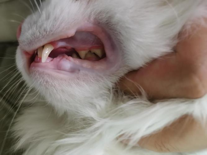 【讨论】这下慌了,猫儿子这是口炎吗?