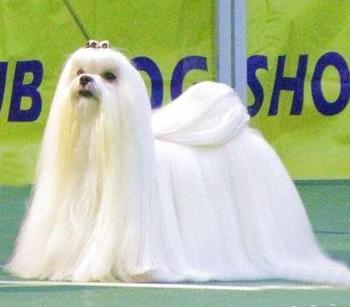 马尔济斯犬价格一般多少具有怎样的性格特征