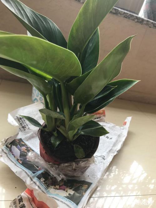 金钻与天堂鸟如何区别?