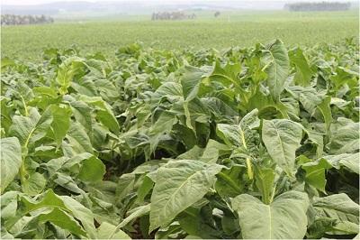 烤烟品种云烟100主要特征特性