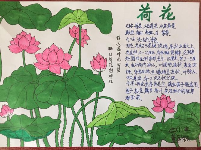 《我们的植物朋友》—植物记录卡学语文