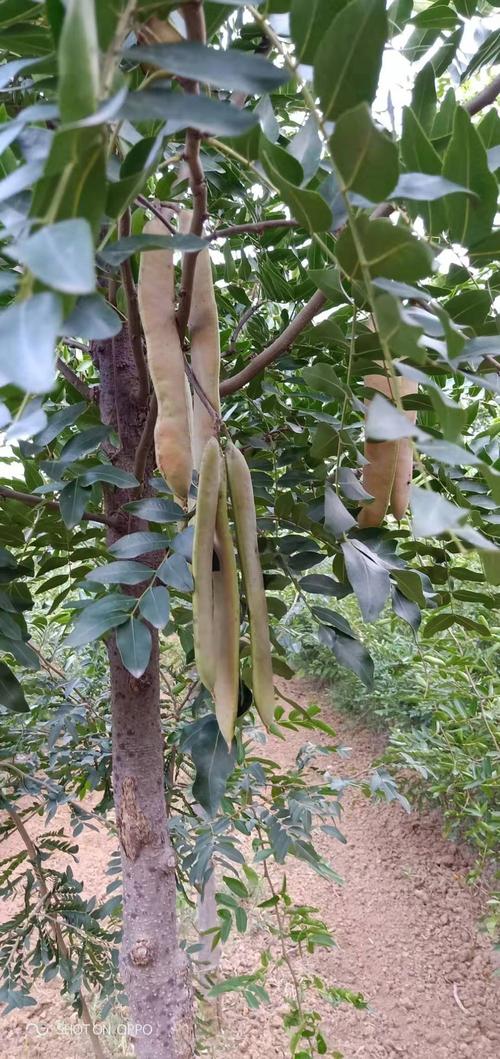 皂角苗 皂角 嫁接皂角 可以吃的皂角