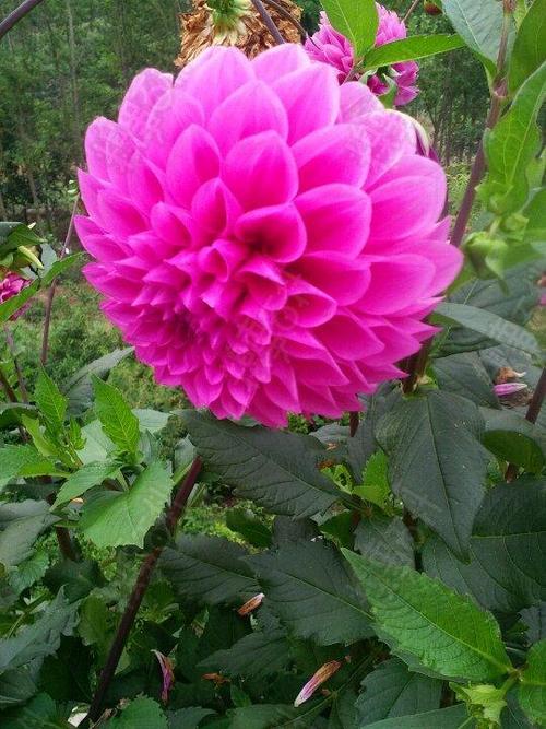 这花儿漂亮及了,可是你能够想象出,它有个很丑的名字吗苕花(芍药)