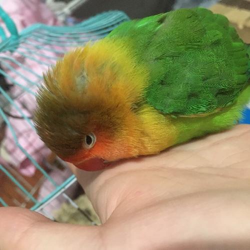 求助,这牡丹鹦鹉是不是病了?要不要紧?该怎么调理?