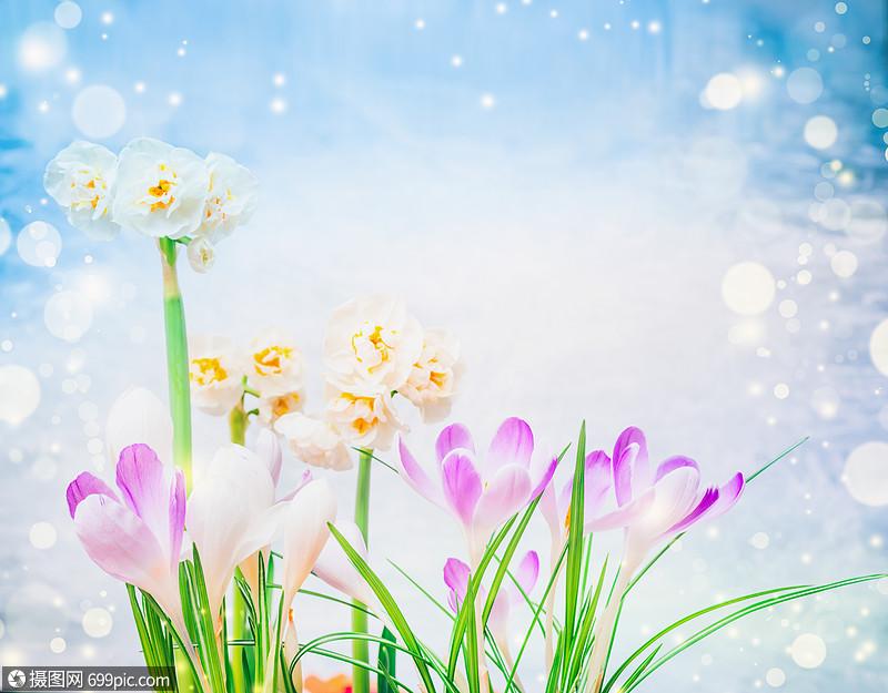 紫色番红花水仙花蓝天背景与波克春季花卉自然背景