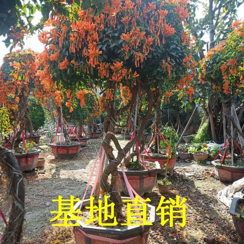 炮仗花基地直销炮仗花袋苗价格绿化炮仗花