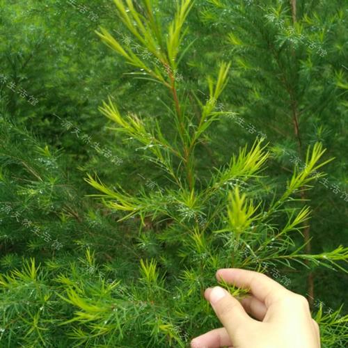 特价热销 杀菌祛痘收缩毛孔平衡油脂 新鲜枝条 新鲜澳洲茶树