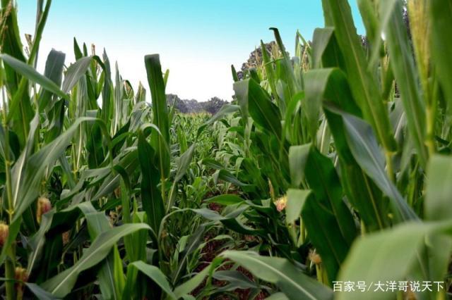 现在的种植玉米的方式,与90年代的种植方式有什么区别