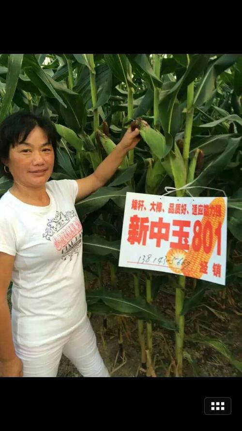 超级杂交玉米种---新中玉801