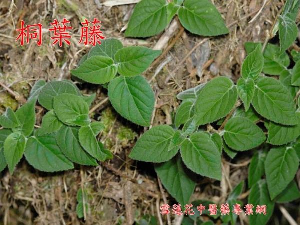 主目录 药材专区  类别名称: 药材专区 项目名称: 钻地风 名称来源