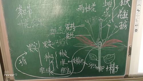 生物板书