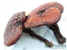 【灵芝】灵芝价格_行情_供求_功效_图片_种植_论坛-中药材天地网