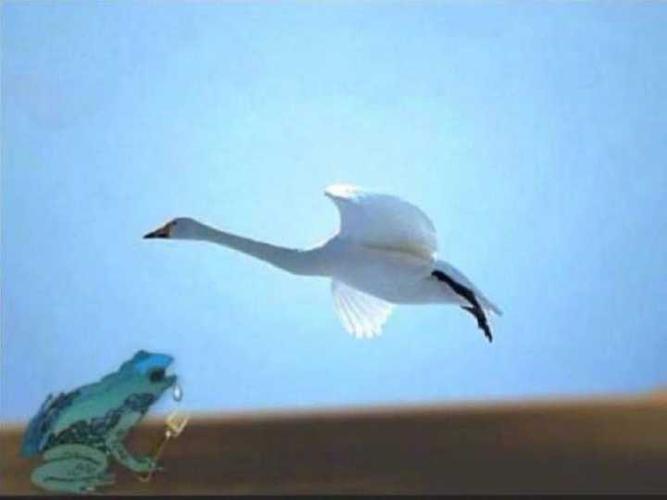 加你没别的意思 像什么老牛吃嫩草 赖蛤蟆想吃天鹅的表情包?