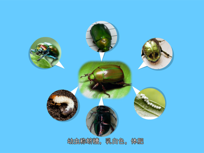 绿绿虫,又名金龟子,属无脊椎动物,昆虫纲,鞘翅目,是一种杂食性害虫.