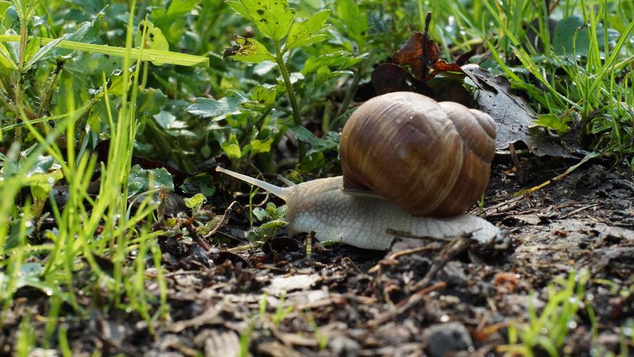 蜗牛图片612