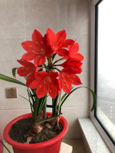 大雪纷飞,我家的朱顶红开花了!
