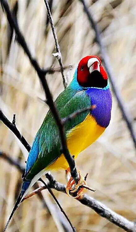 七彩文鸟现已成为人工饲养的观赏鸟,遍及世界各地.