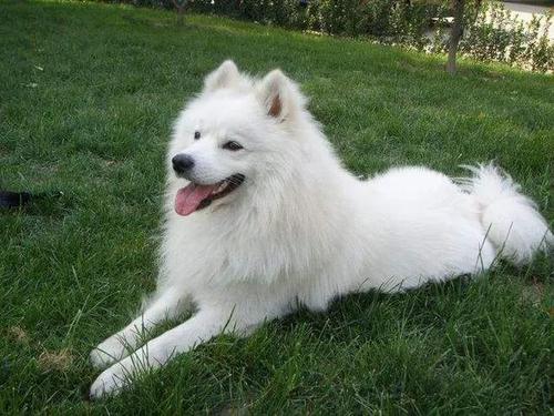 什么狗狗最温顺最听话?八大受欢迎的狗狗有哪些?