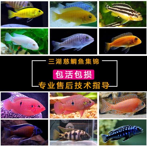 三湖慈鲷马鲷鱼热带观赏鱼中小型淡水好养耐活非洲