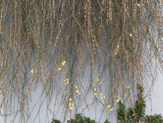 迎春花芽满枝条