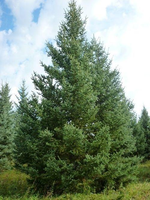 5米2米 3米-4米青芊云杉