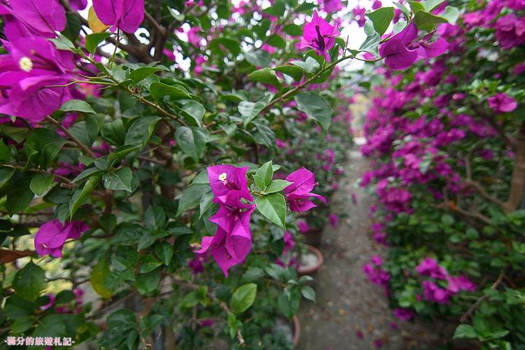 辉丰园艺 九重葛花园 田尾梦幻迷宫 走访最浪漫的洋紫茉莉花园