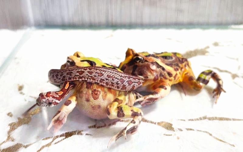 两只角蛙试图吞蛇不料被它缠住身体疼得嗷嗷叫