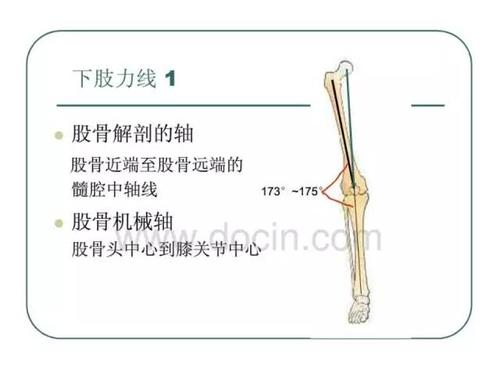 下肢生理力线特点