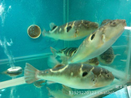 小巴鱼(0.2-0.25两)金城海鲜行