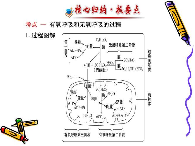 呼吸作用 生物必1ppt