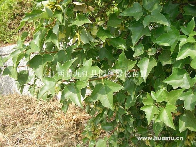 江西九江三角枫