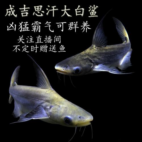 小鲨鱼活鱼大白鲨淡水虎头鲨蓝鲨成吉思汗鲨凶猛宠物鲨鱼活体温顺