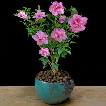 麦桑荷重瓣木槿花盆栽牡丹植物阳台庭院四季开花室内外木本花卉耐热