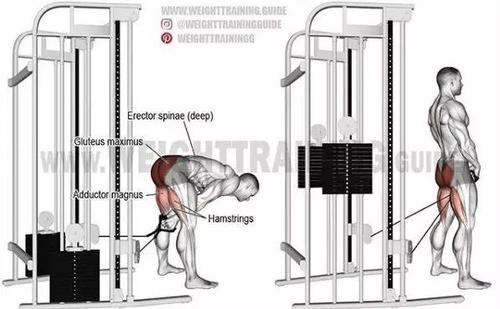 超全肌肉训练图解,告别瞎练从此健身不求人!