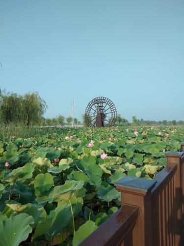 2020-07-24滨州"十里荷塘"