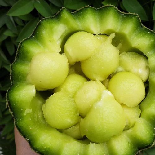 其他瓜果类水果图片_其他瓜果类水果大全/细节图 - 搜