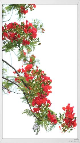 标题:凤凰花开