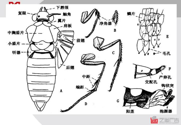 昆虫学课件第五章 昆虫分类-鳞翅目