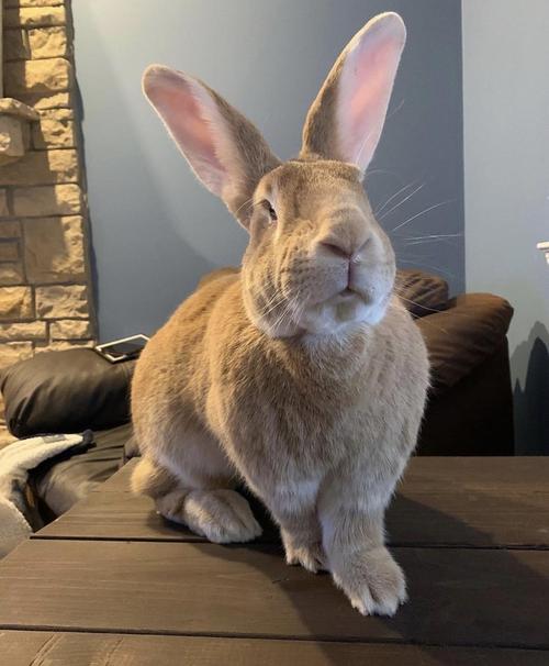 i兔强势开楼谁是你心中最猛的泰兰德兔兔.