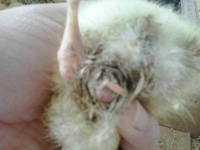 我家里面的小鹅肛门鼓的特别厉害!怎么办啊?