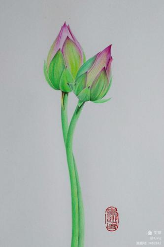 手绘--小荷.小荷才露尖尖角,没有蜻蜓.