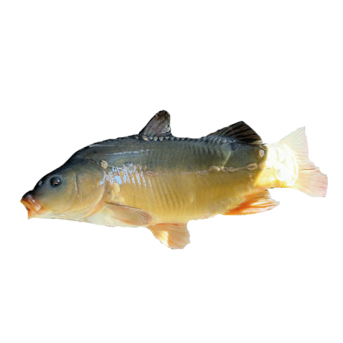 正宗东北松花江特产斑鲤鱼光鲤鱼无鳞鱼鲜活速冻三道鳞鱼淡水鱼类